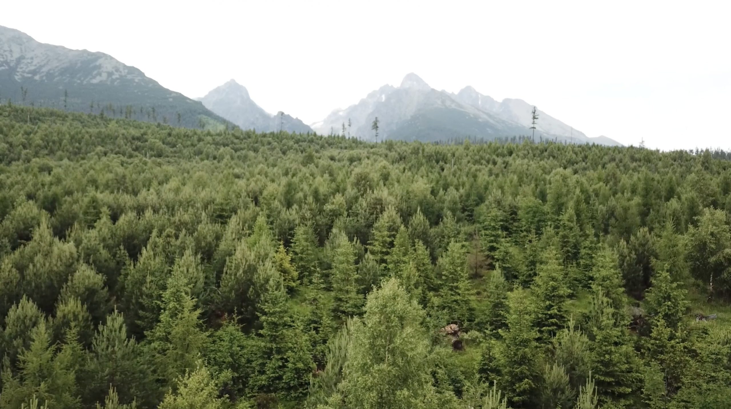 Screenshot 2020-08-03 at 23.15.55 Restored forest in High Tatras