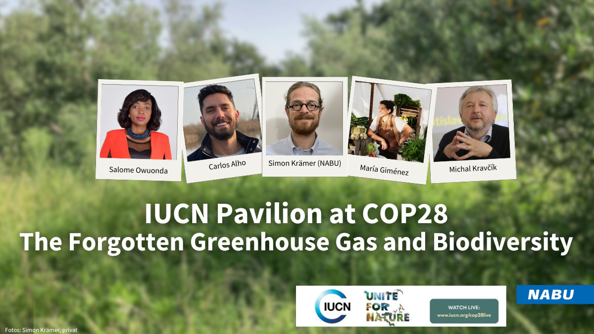COP28 invitation to our panel